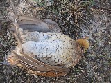 This dead bird has just been shot This dead bird has just been shot