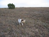 The dog fetched a dead bird The dog fetched a dead bird