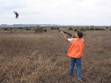 Kelan shooting a Quail. In the morning the boys shot 45 birds and in the afternoon 44 birds Kelan shooting a Quail. In the morning the boys shot 45 birds and in the afternoon 44 birds