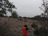 Pheasant dying in midair. This time the boys got 64 birds Pheasant dying in midair. This time the boys got 64 birds