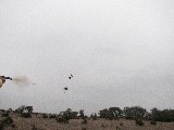 Quail dying in midair (Good Photo). This is the barrel of Kelans gun. Notice that photo captures the shot in action (milli second precision) Quail dying in midair (Good Photo). This is the barrel of Kelans gun. Notice that photo captures the shot in action (milli second precision)
