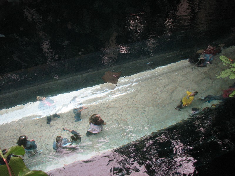 Rocka simmar ovan folk i Dallas World Aquarium