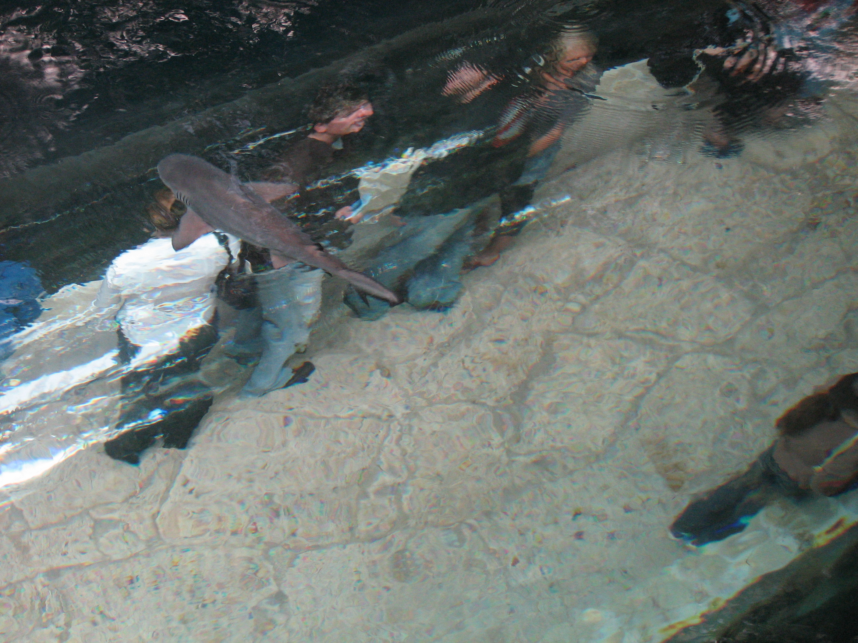 Haj simmar ovan folk i Dallas World Aquarium