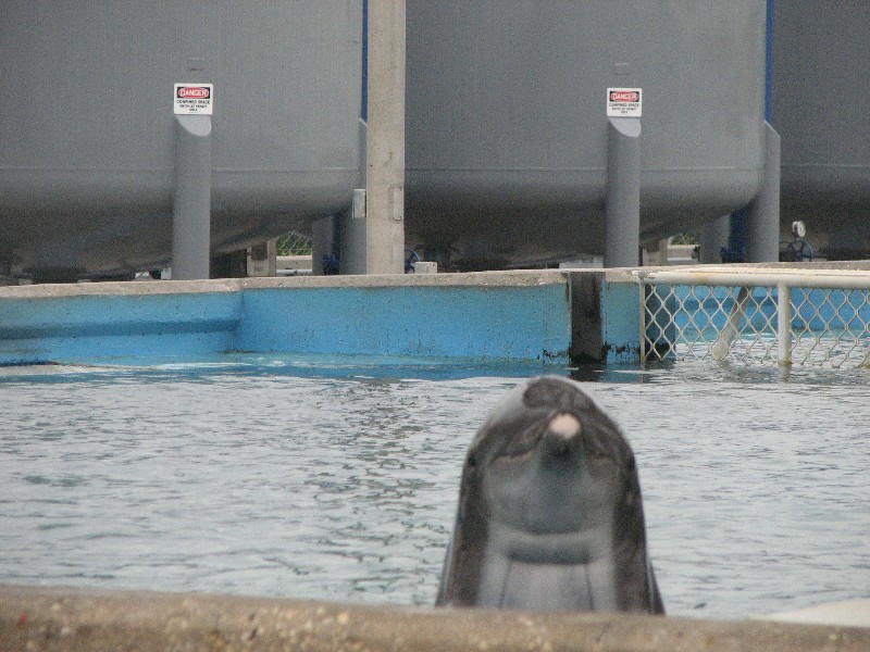 Dolphin peeking at us