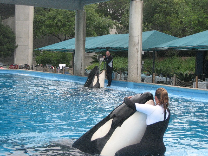 Orcas
