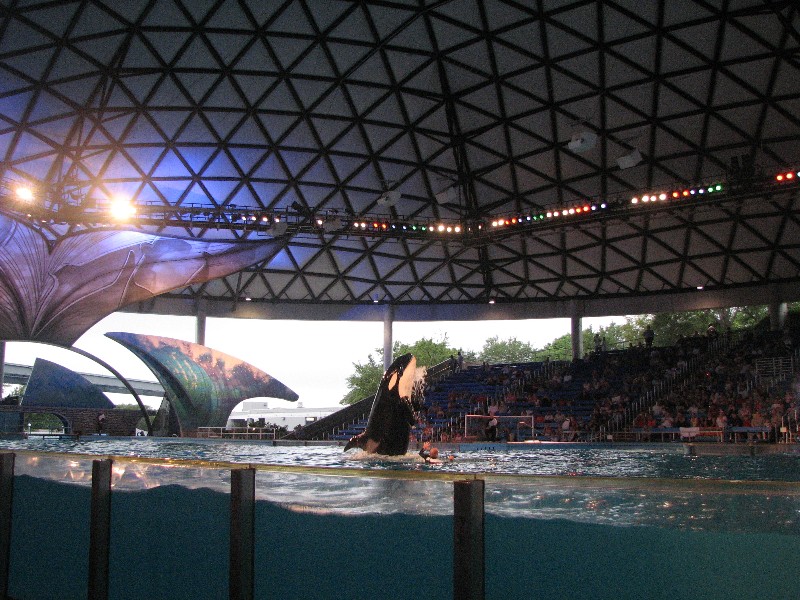 Killer whale in action
