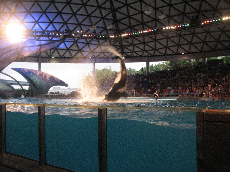 Orca (killer whale) in action