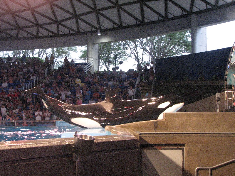 Orca