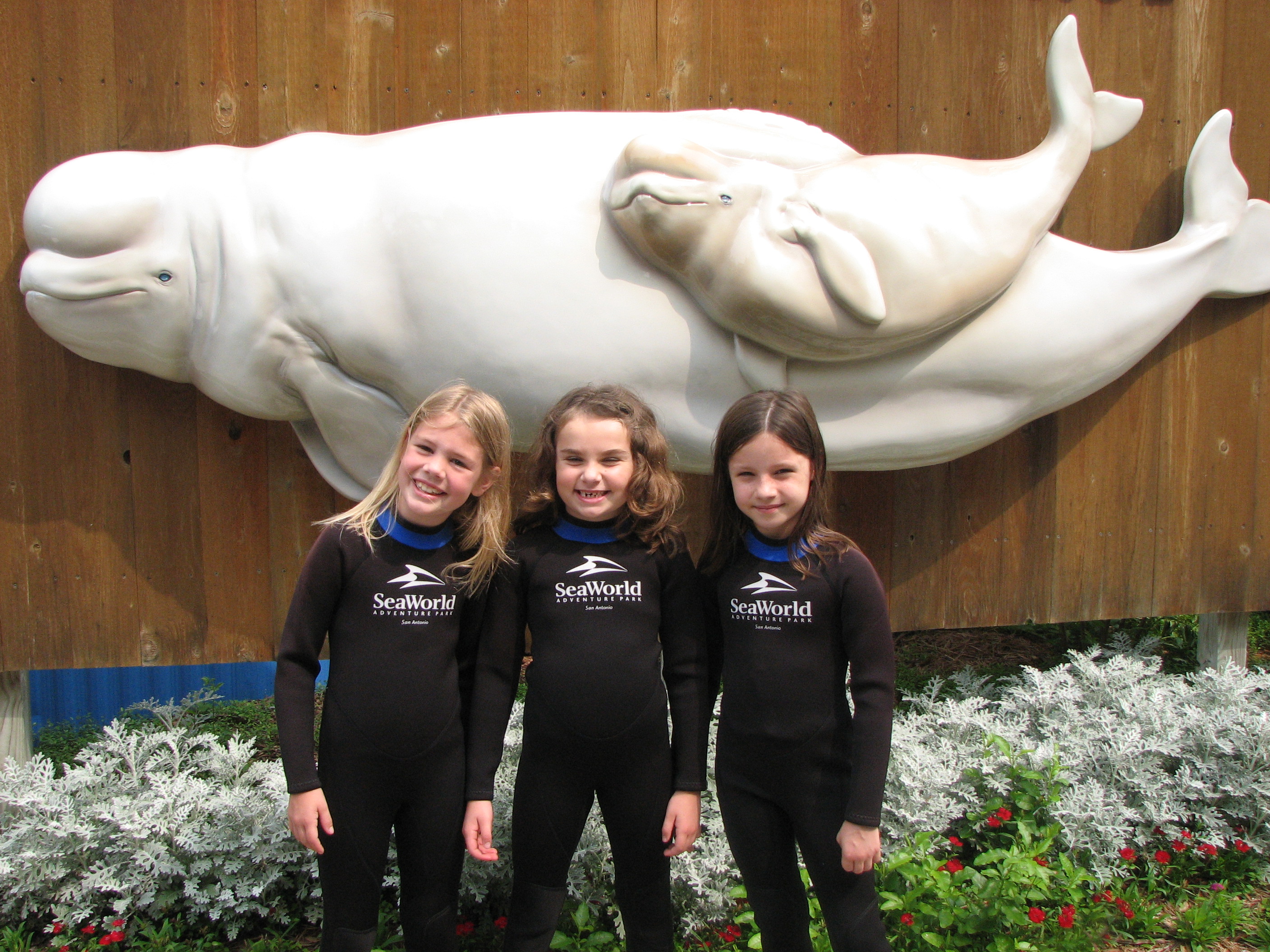 We did a special beluga whale interaction tour at Sea World in San Antonio.