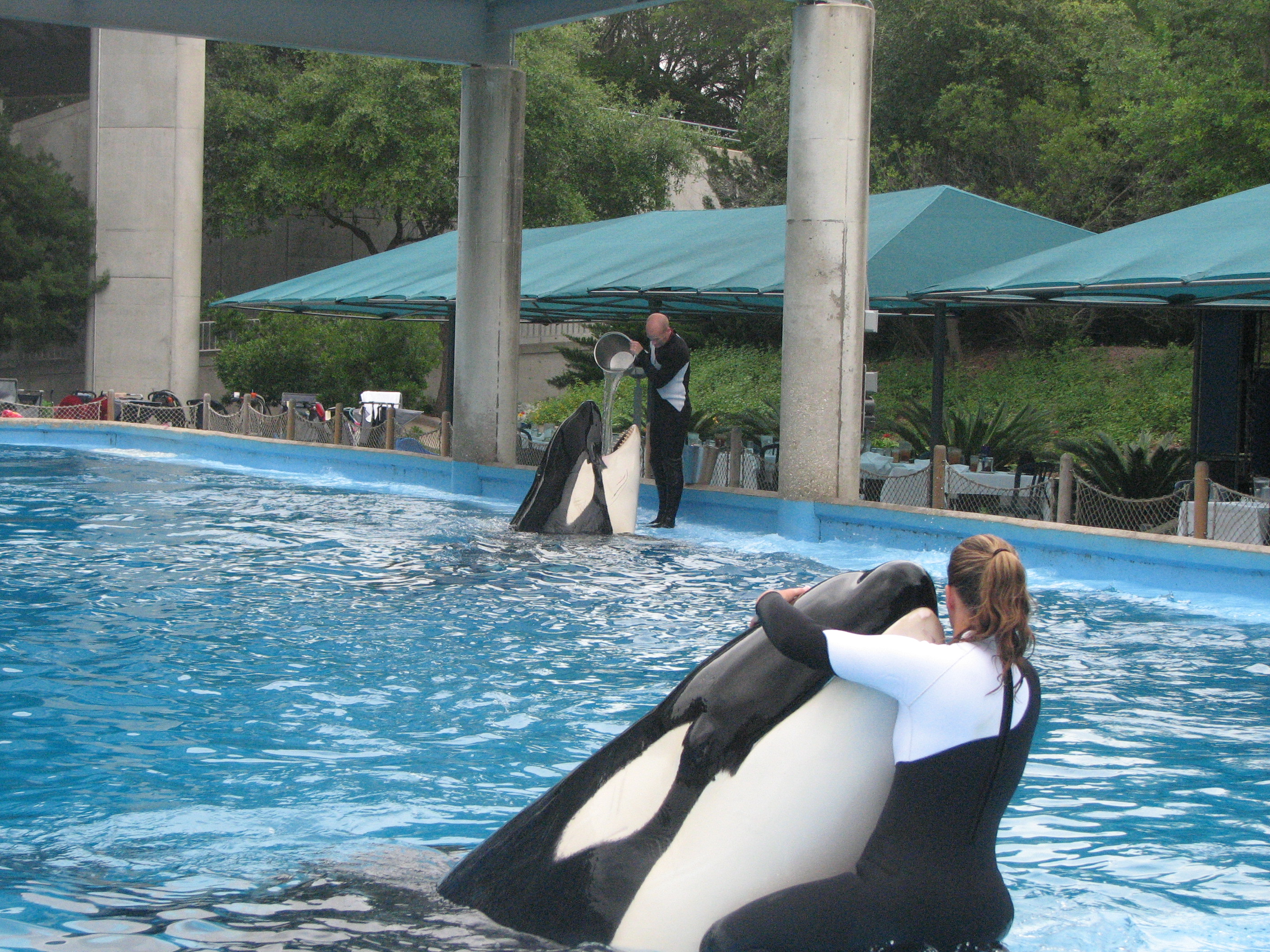 Orcas