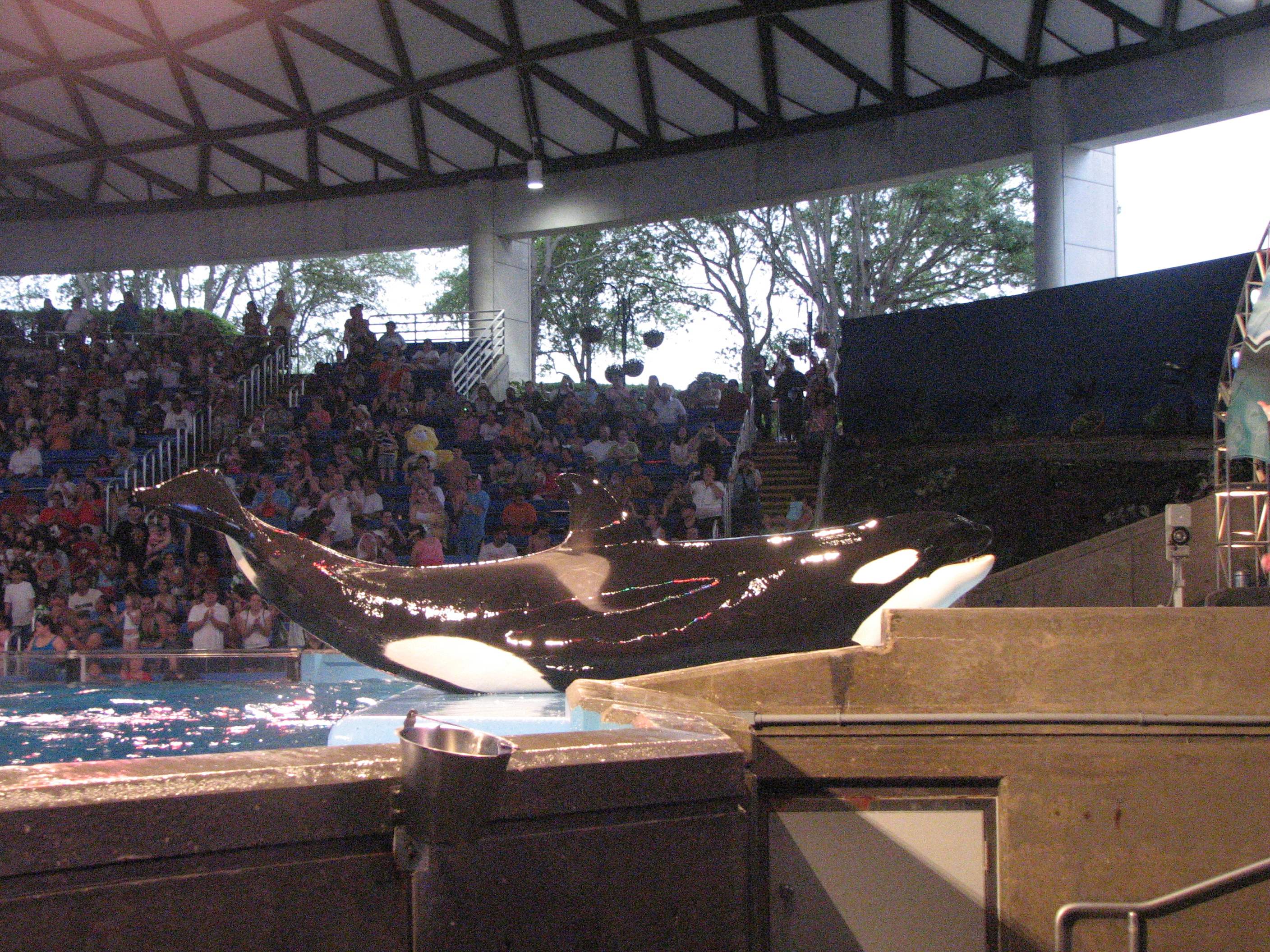 Orca