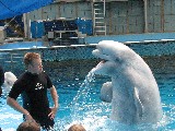 The kids got to interact directly with the beluga whales in a pool.