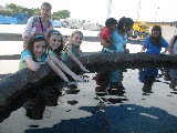 Touching sting rays