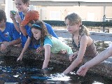 Touching sting rays