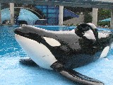 Shamu