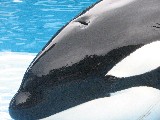 Shamu