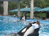 Orcas