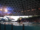 Killer whale in action
