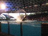 Orca (killer whale) in action