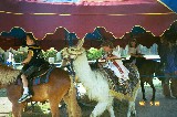 Rachel is going on a Llama ride (2002) Rachel is going on a Llama ride (2002)