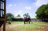 Klea, Anna and Sara Van Newkirk on the Elephant ride. They are good friends of us from Ohio Klea, Anna and Sara Van Newkirk on the Elephant ride. They are good friends of us from Ohio