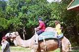 Anna VanNewkirk is taking a Camel ride Anna VanNewkirk is taking a Camel ride