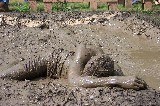 The mud wrestling show, one of the funniest shows at Scarborough Faire. It occurs in the evil mud pit The mud wrestling show, one of the funniest shows at Scarborough Faire. It occurs in the evil mud pit