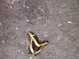 This butterfly happened to land where we were sitting so I took a photo, nice butterfly This butterfly happened to land where we were sitting so I took a photo, nice butterfly
