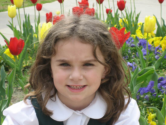 Hockadaisy among the tulips