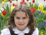 Hockadaisy among the tulips
