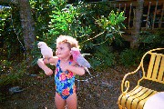 Parrots St. Thomas.