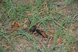 This Tarantula Wasp stung a Tarantula and dragged it about a 100 feet in under the girls bathroom at Camp Classen Oklahoma