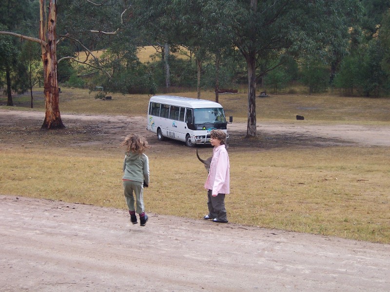 Blue Mountains, Wild Kangaroos, and a hopping Rachel.