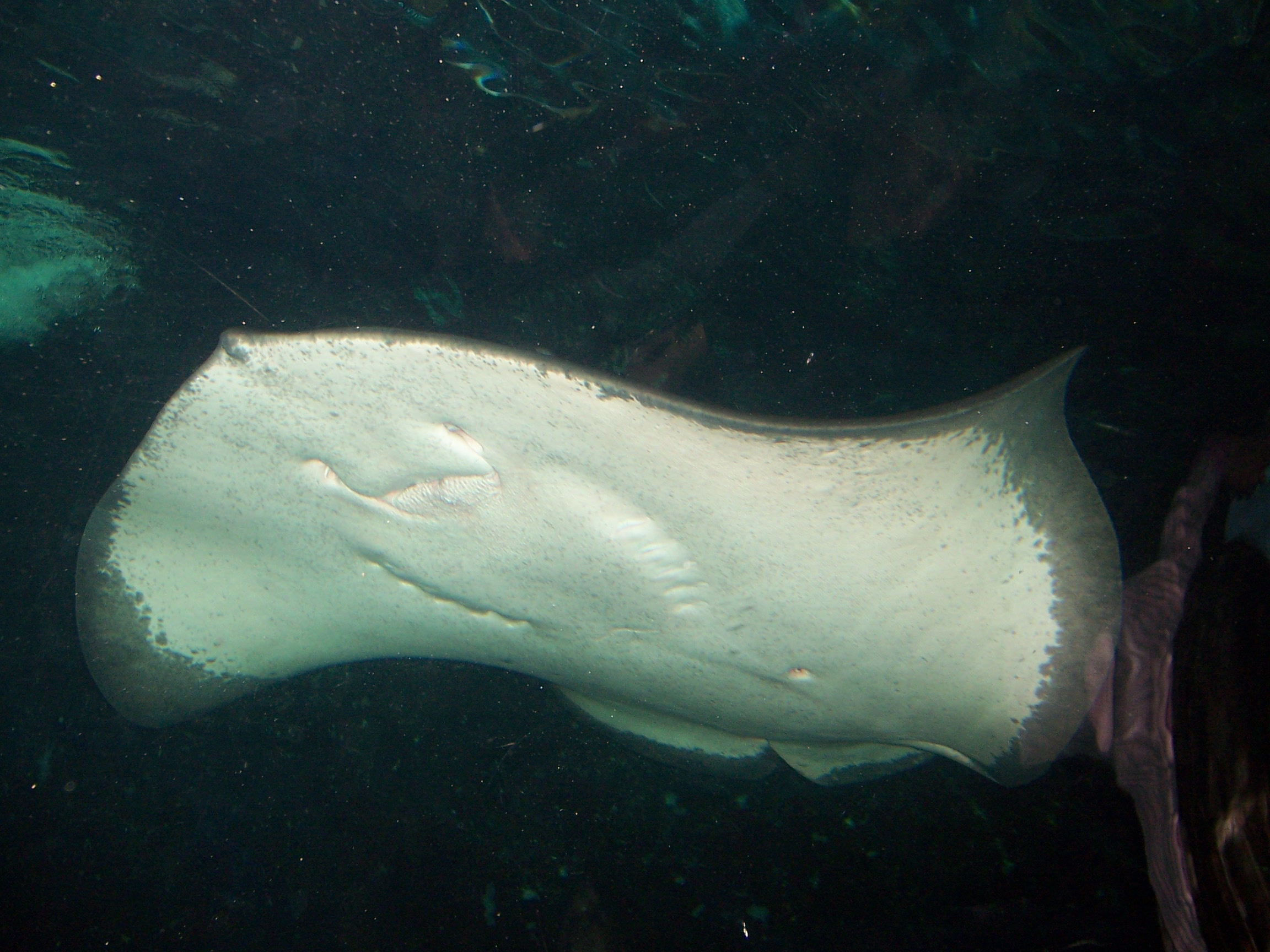 Manta Ray Sydney Aquarium.