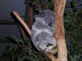 A sleeping Koala at the Brisbane Koala sanctuary A sleeping Koala at the Brisbane Koala sanctuary