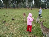 Feeding Kangaroos at the Brisbane Koala Sanctuary Feeding Kangaroos at the Brisbane Koala Sanctuary