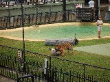 Tigers at Brisbane Zoo. Watch that man getting eaten. Tigers at Brisbane Zoo. Watch that man getting eaten.