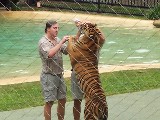 Tigers at Brisbane Zoo, which is Crocodile hunters home zoo Tigers at Brisbane Zoo, which is Crocodile hunters home zoo