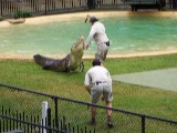Crocodile feeding Steve Irving Style Crocodile feeding Steve Irving Style