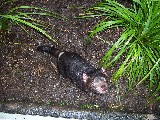Tasmanian Devil this is what we came to Australia to see. Tasmanian Devil this is what we came to Australia to see.