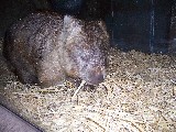 Wombat Wombat