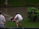 Argo was a very aggressive crocodile captured by Steve Irving alias Crocodile Hunter. Argo was a very aggressive crocodile captured by Steve Irving alias Crocodile Hunter.