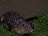 Argo was a very aggressive crocodile captured by Steve Irving alias Crocodile Hunter