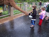 Feeding Elephants at Brisbane Zoo Feeding Elephants at Brisbane Zoo
