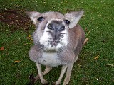 Close up of Kangaroo in the Brisbane Zoo. Close up of Kangaroo in the Brisbane Zoo.