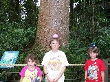 Rainforest dudes in the North Australian rainforest