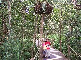 Rainforest dudes in the North Australian rainforest Rainforest dudes in the North Australian rainforest