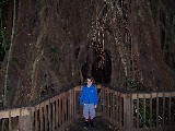 Gigant tree in the rain forest