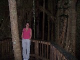 Gigant tree in the rain forest Gigant tree in the rain forest
