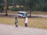 Blue Mountains, Wild Kangaroos